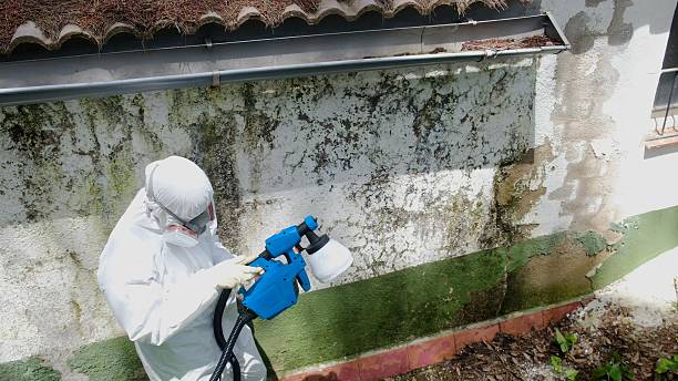 Top rated local Basement Mold Removal specialists in Federal Way, WA
